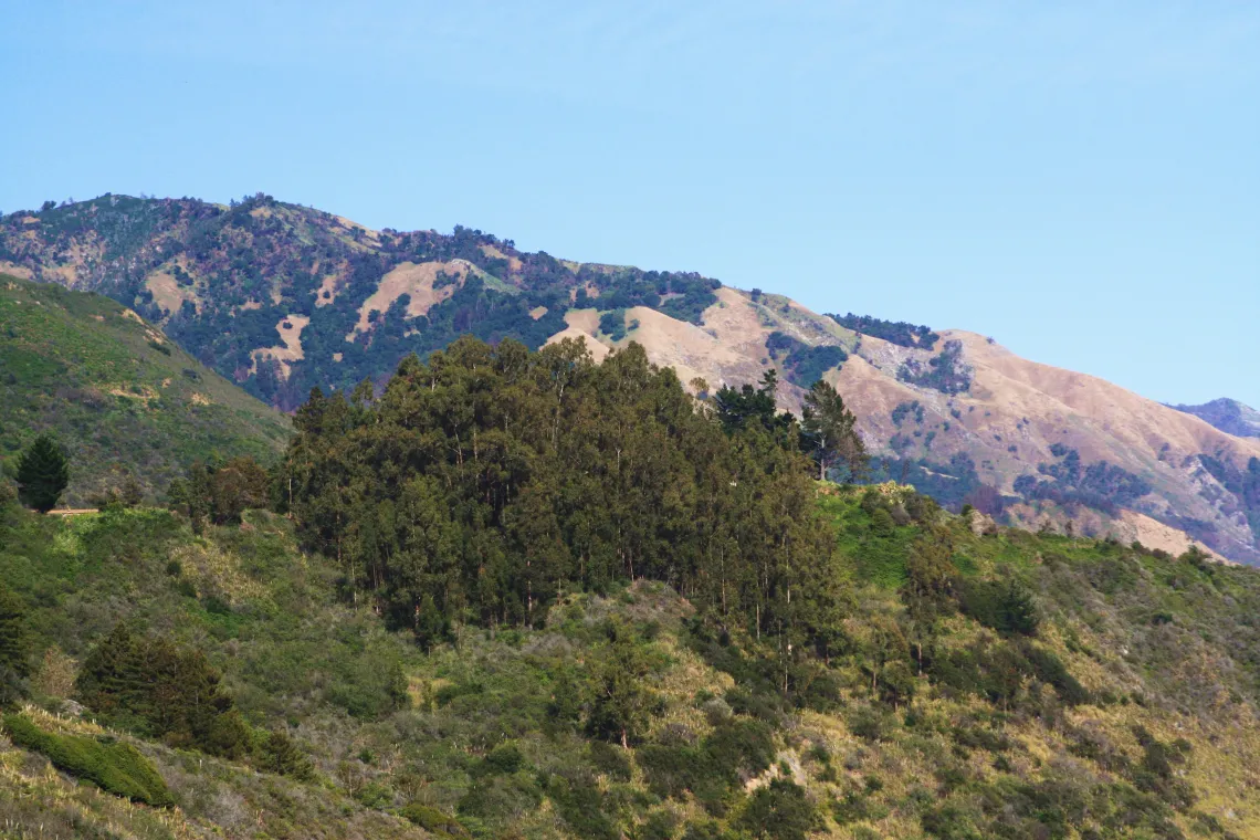 A scenic landscape featuring a hilly terrain with a mixture of lush green vegetation and patches of brown, dry grass. The foreground includes a dense cluster of tall trees, while the background showcases rolling hills with a mosaic of greenery and exposed rocky areas under a clear blue sky.