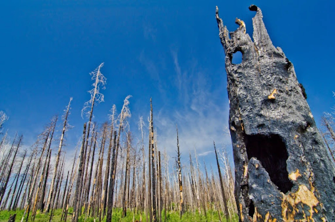 image of fire damaged trees and a blue sky