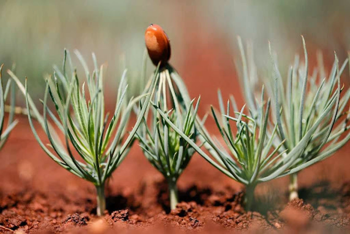 Ponderosa pine sprout