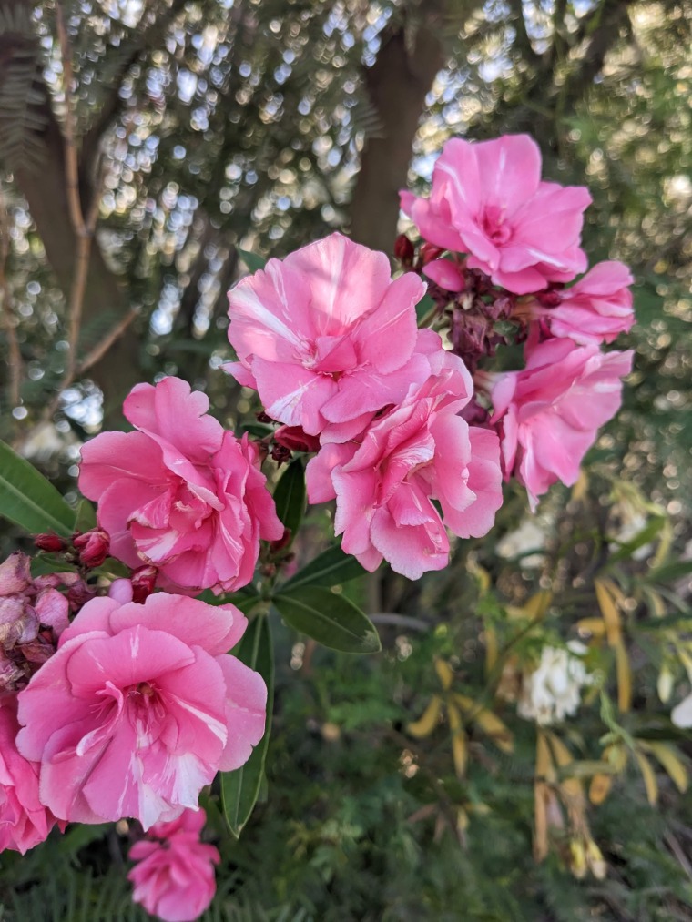 Pink flowers with tree background