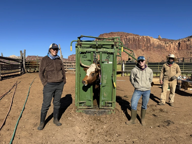 3 people with a cow in a holding device with rock faces in the background and brown dirt all around