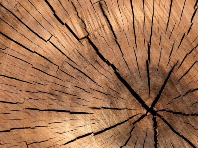 Tree Rings