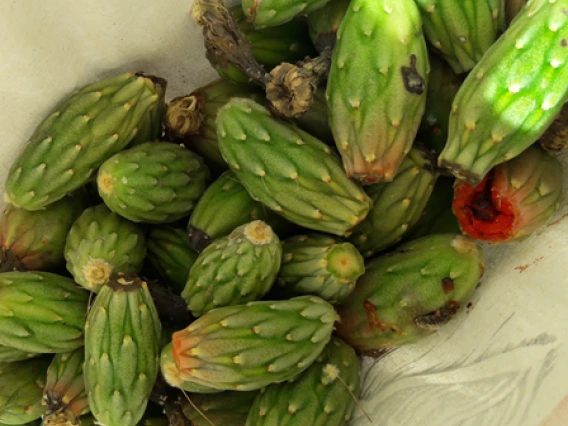 Cactus Fruit