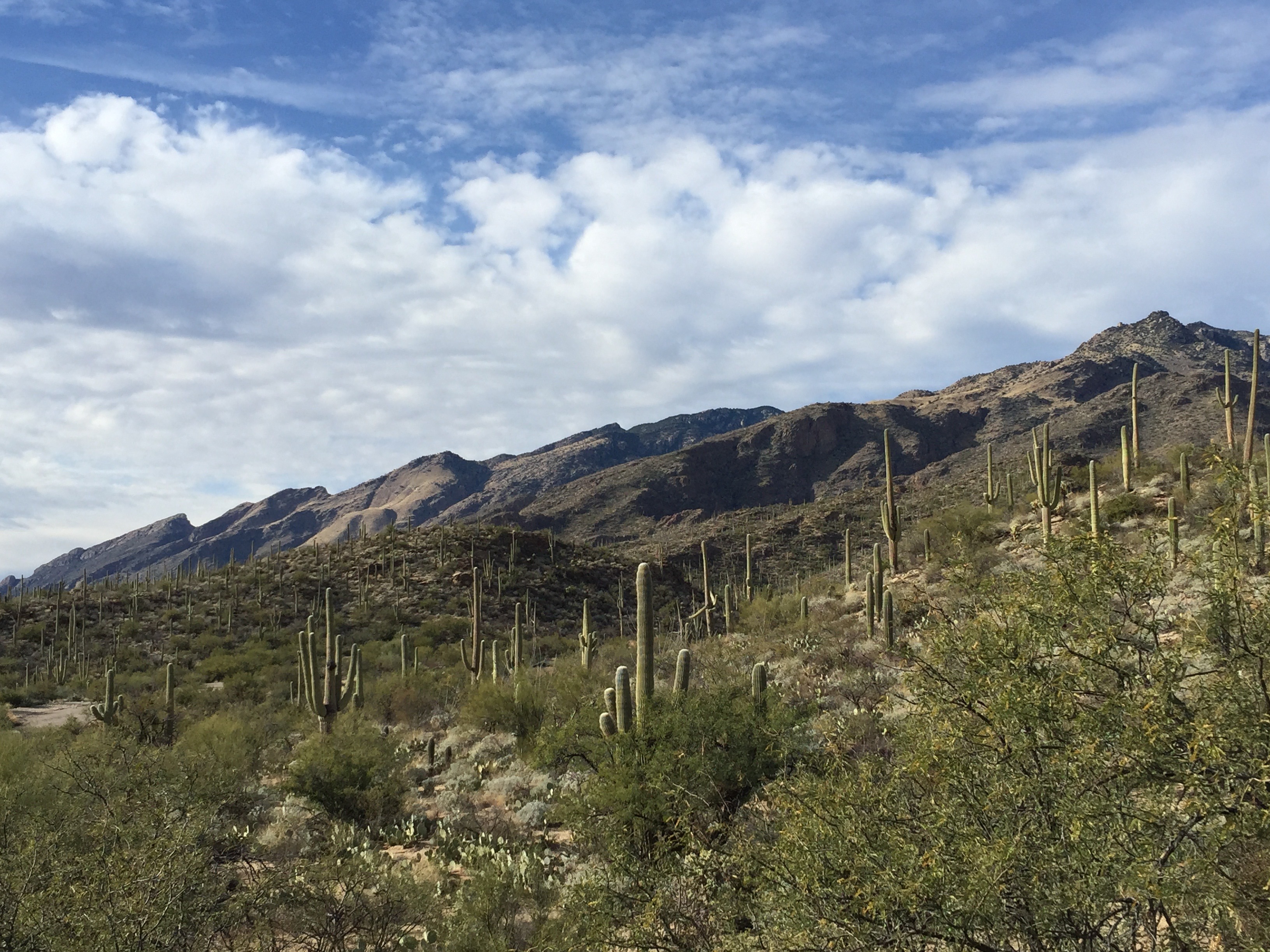 Saguaro National Park midday with some cloud coverage