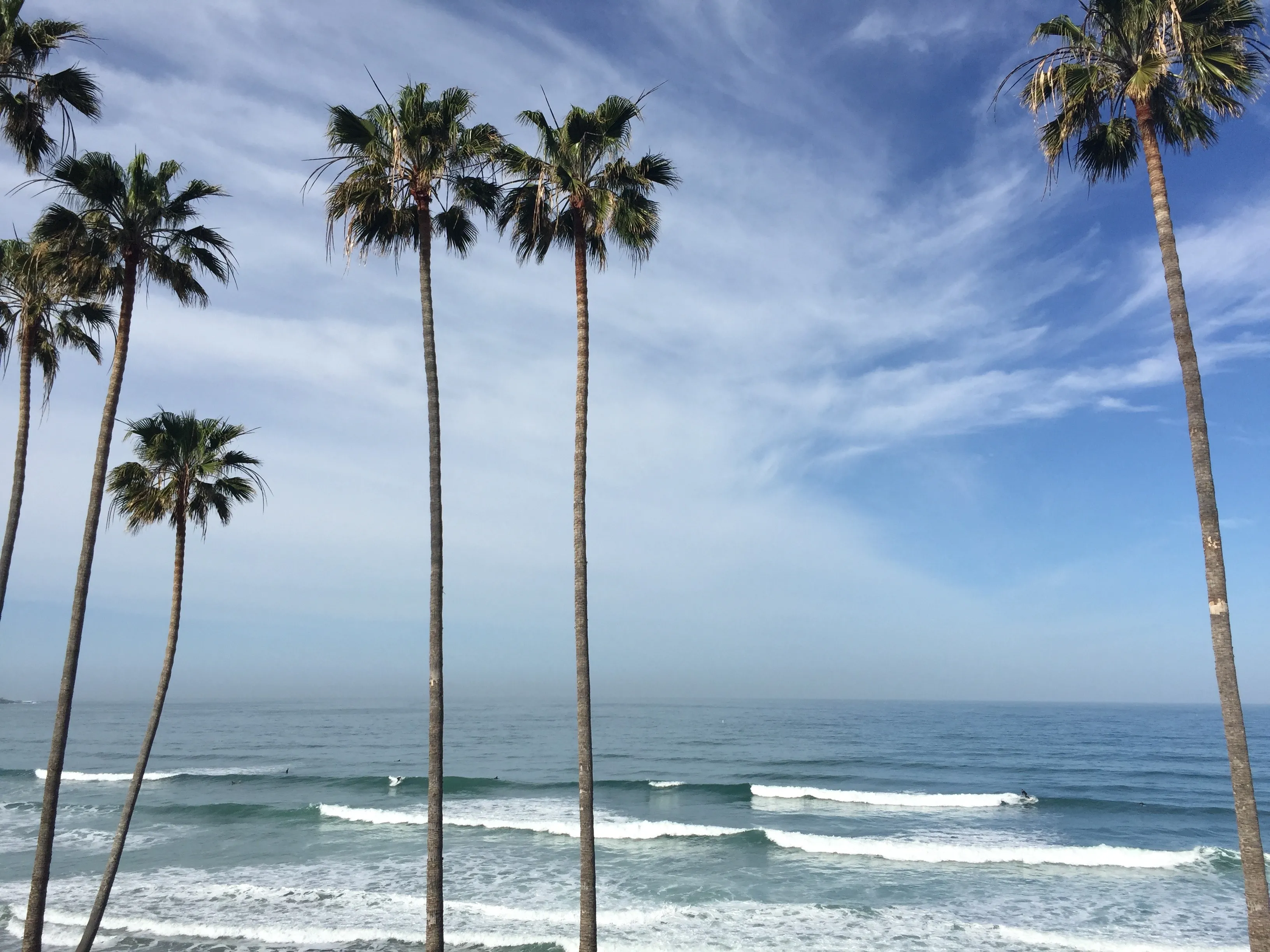 Palm trees on a beach during midday with waves rolling in