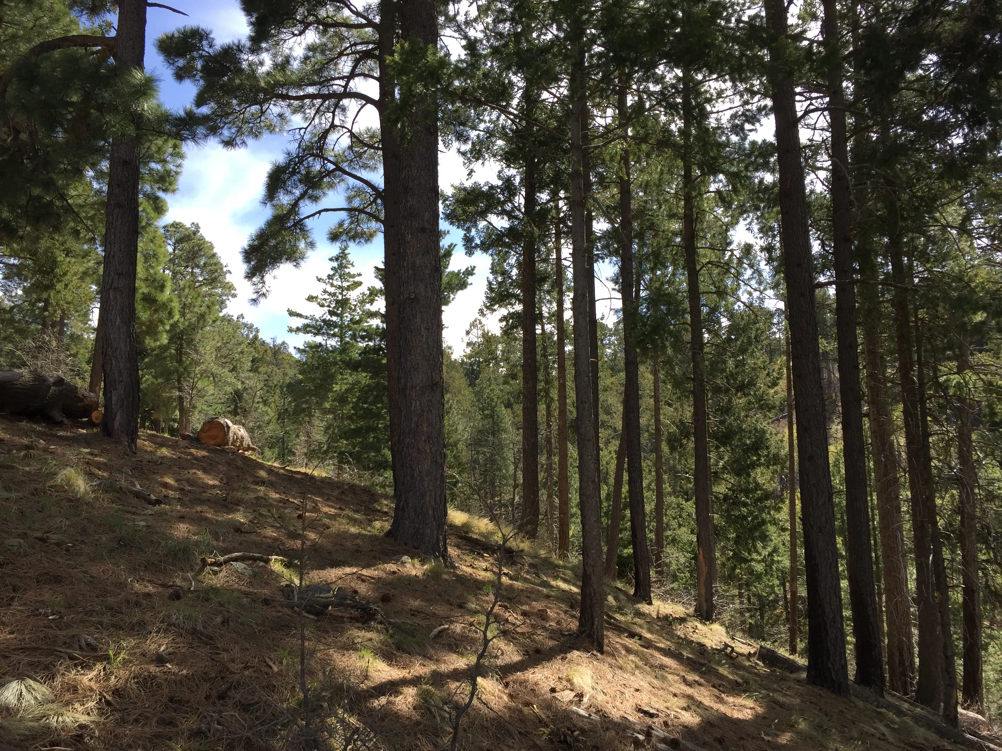 Forest on a mountain with tall trees, sky mostly hidden from the trees in the distance