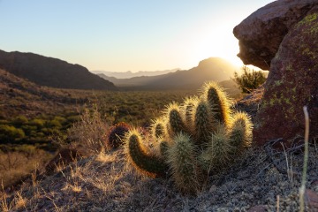a serene desert landscape at sunrise. The foreground prominently features a cluster of cacti, glowing with the soft golden light of the early morning sun. In the background, layers of mountain ranges fade into the distance under a clear sky. The rugged terrain is dotted with sparse desert vegetation.