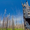 image of fire damaged trees and a blue sky