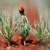 Ponderosa pine sprout