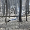Forest landscape, post-fire with visible smoke