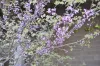 Flowering Plant in ENR2 Building